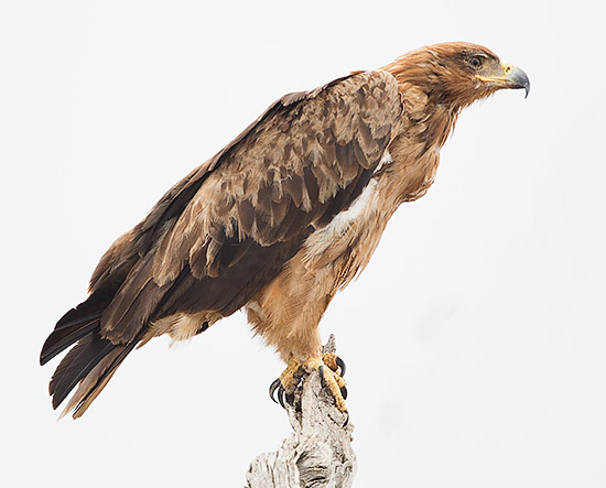 Tawny Eagle